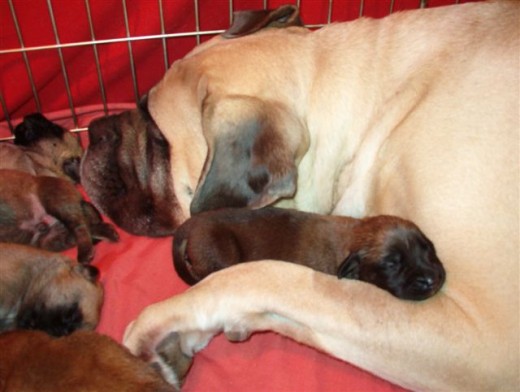 Awww! This is my friend Lizzy and a two day pup from her first litter.