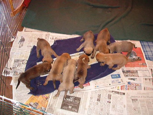 Lizzy's litter having their first ever tray of mash. Aren't they disgusting?
