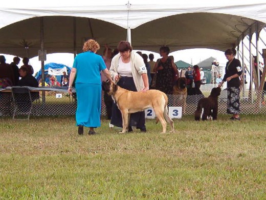 My sister, doing working group puppy  - this means she won best puppy in her breed and then went to working  group. If she wins at group, (which she didn't, beaten by a malemute puppy) she will go to best in show.