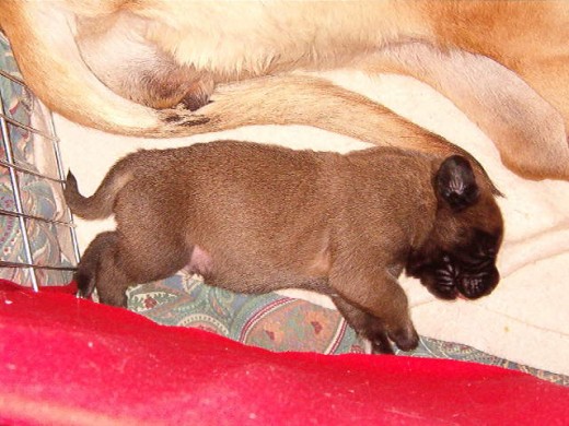 Dick @ one week: weight 2 lbs.