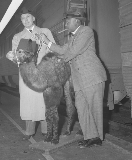 Eddie Anderson (Rochester) and Jack Benny with a camel costar.