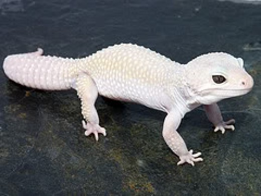 leopard-gecko-morphs-and-genetics-hubpages