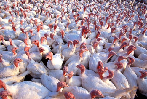 Crowded conditions for domestically raised turkeys. Free range and lots of room are better.