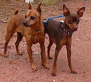 Tan and Chocolate Brown MinPins