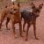 Tan and Chocolate Brown MinPins