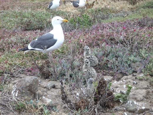 Here is an angry gull from the Channel Islands. This protective mama dive-bombed us as we walked by in order to keep her chicks safe.