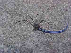 Harvestman