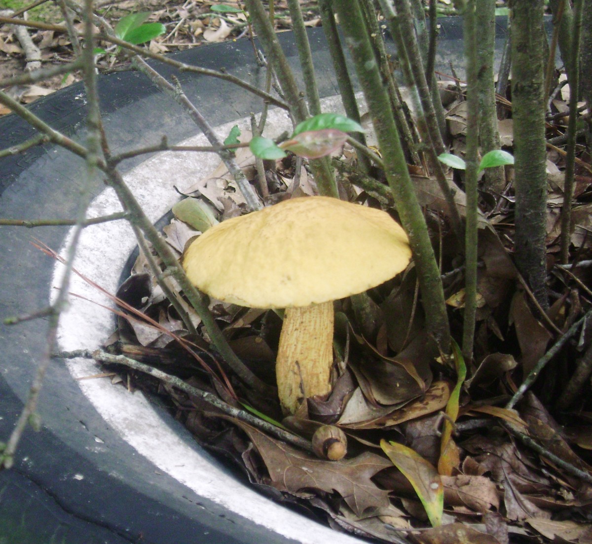 The yellow mushroom (toadstool?)in the tire.