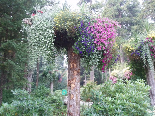 Some would say it is impossible to plant a tree upside down
