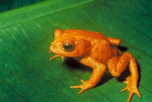 Golden Toad - Now Extinct.