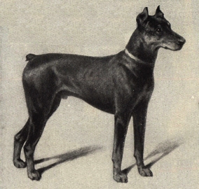 Doberman Pinscher.
