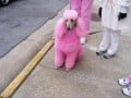 Pink Poodles and Dyed Doggies