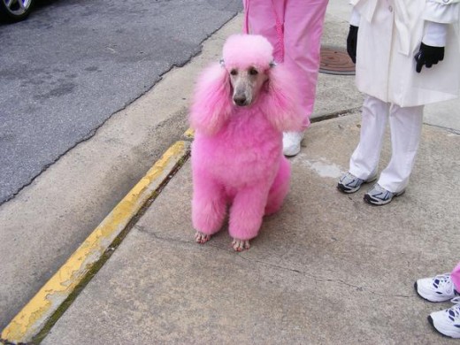 Pink poodle, anyone?