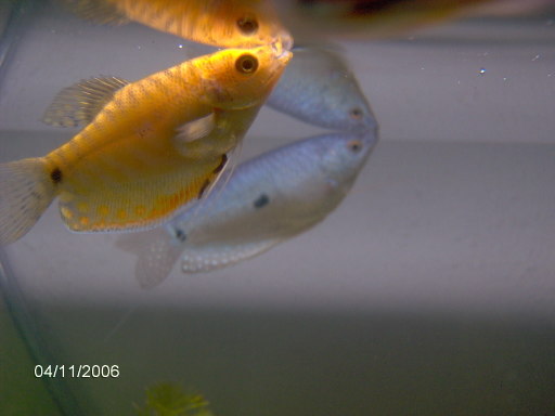 These cuties are now 10" each, one year after the picture was taken