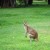 The high leaping kangaroo. The high leaping kangaroo.
