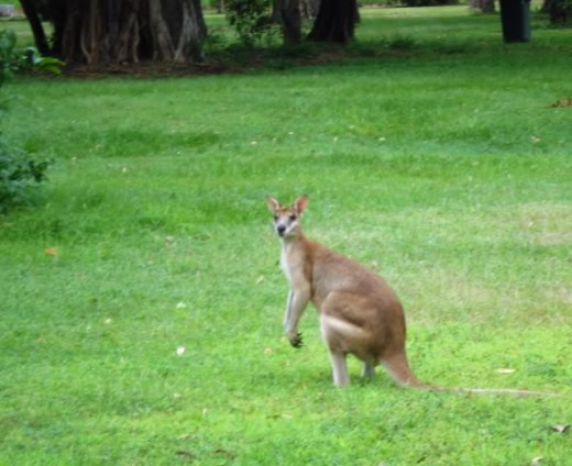 The high leaping kangaroo.