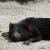 The Tasmanian Devil getting its much-neede rest. The Tasmanian Devil getting its much-neede rest.