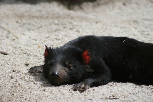 The Tasmanian Devil getting its much-neede rest.