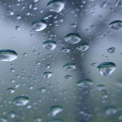 rainbird profile image