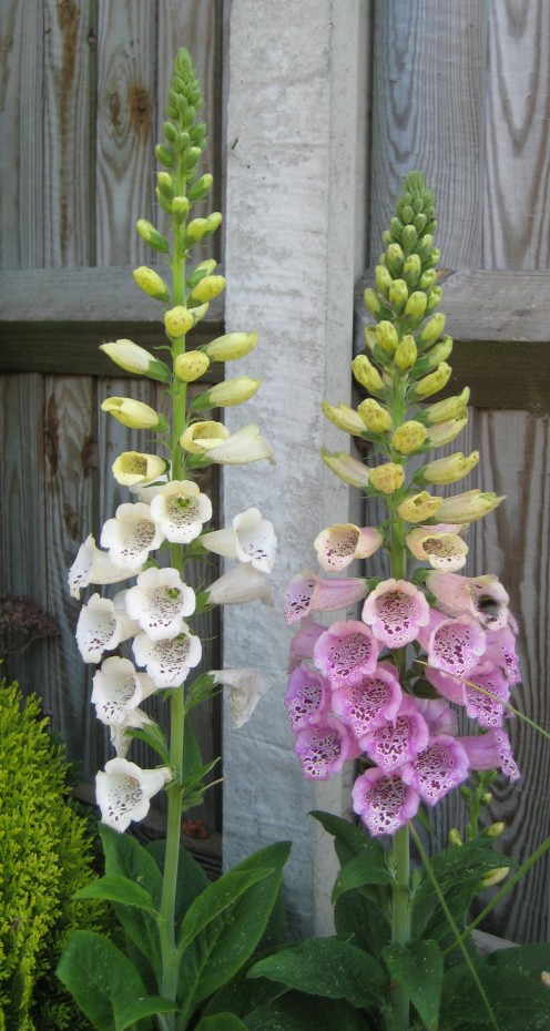 Foxgloves grown from seed