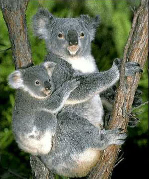 The cuddly mother koala with her koala toddler hehehe...