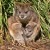 A mother wallaby carrrying her joeys... A mother wallaby carrrying her joeys...