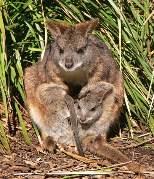 A mother wallaby carrrying her joeys...