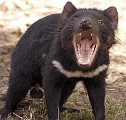 the Tasmanian showing off fearsome form wakikik...