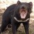 the Tasmanian showing off fearsome form wakikik... the Tasmanian showing off fearsome form wakikik...