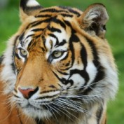 WilyTiger profile image