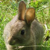 apx profile image