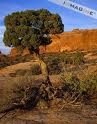 Juniper Tree    imagine.com