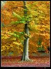 Maple Tree    sitemaker.urnich.edu
