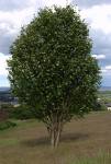 Rowan Tree    commons.wikipedia. org