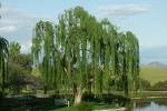 Willow Tree    freewebs.com