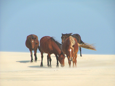 Wild Horses On The NC Outer Banks