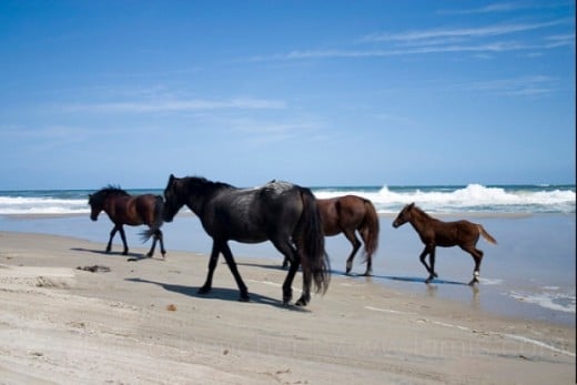 Wild Horses On The NC Outer Banks Beach