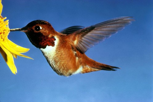 A hovering Rufous Hummingbird.