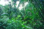 Glorious profusion of a tropical rainforest
