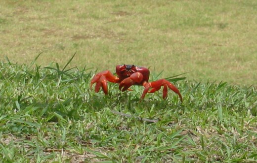 Red Crab of Christmas Island (Pic Source:Wikipedia)