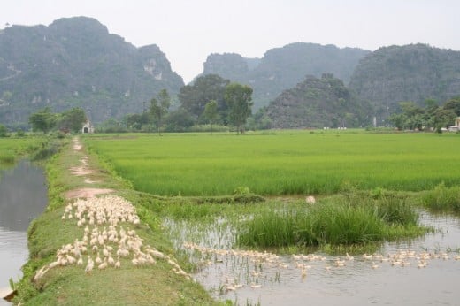 "Ducks Crossing" Ninh Binh