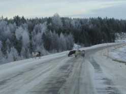 The Roads, Reindeer, Moose and Me