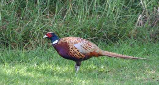 This pheasant stayed around long enough for me to photgraph.