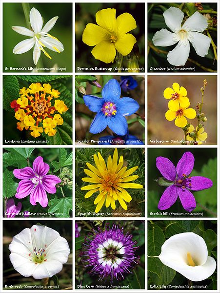 A flower is a bloom or blossom found in a flowering plant. Here in this photo are examples of flowers. 