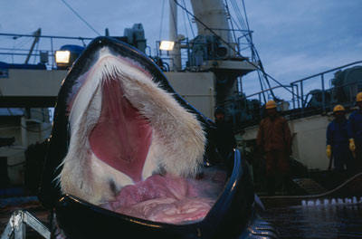 Poignant and distressing picture of whale showing its baleen          by animals.howstuffworks.com