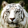 Wildlifelover profile image