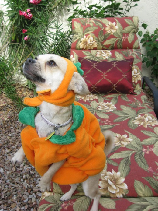 Chika in her pumpkin costume