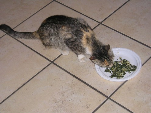 Camellini Luca's cat loved Popeye brand canned spinach. She can have my portion.