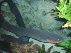 World’s Most Powerful Electric Fish - Electric Eel – and Lethal Discharges that Causes Cardiac Arrest