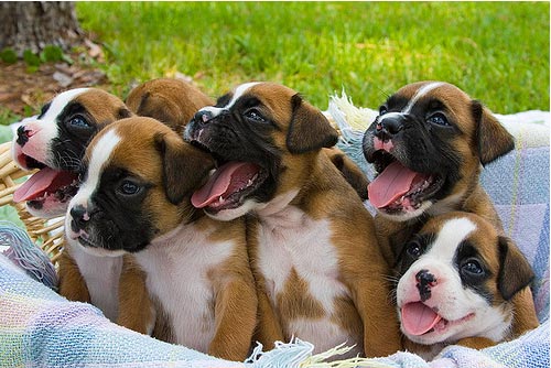 Flickr Image: MikQuattro "Something about Puppies"